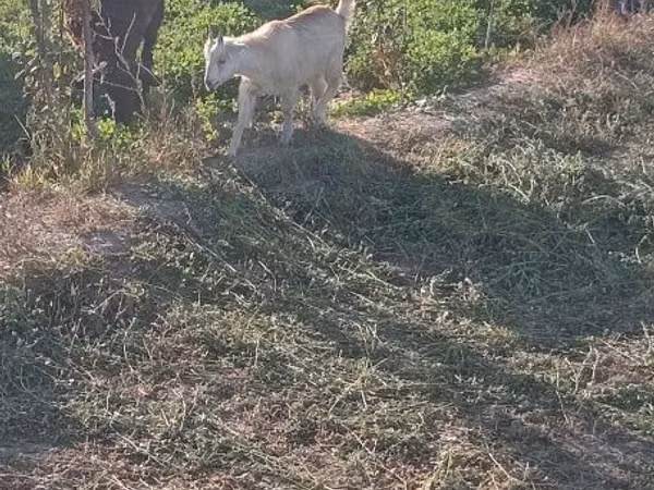 Cabras (lote, sexo no especificado), Cabras