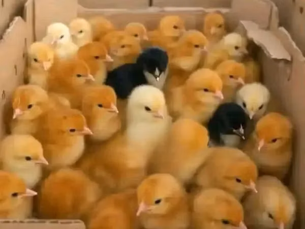 Chickens