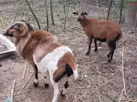 Cabro, Cabras — foto 2