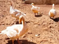 Geese — photo 1
