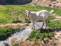 Goat, Irish goat — photo 1