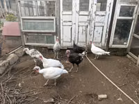 Turkeys — photo 1