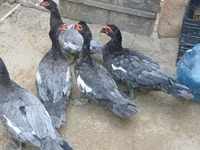 Domestic Muscovy — photo 4