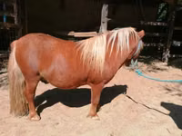Hengst, Shetland Pony — Foto 5