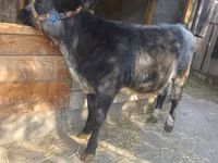 Cow, Belgian Blue — photo 2