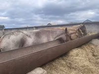 Mare, Arabian horse — photo 4