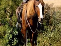 Stute, Rocky Mountain Horse — Foto 3