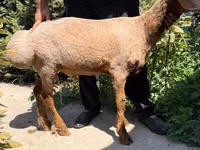 Schaf, Jaidara sheep — Foto 3