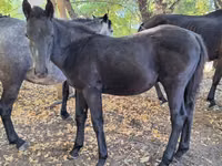 Horses (batch, sex not specified), Karachay horse — photo 8