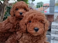 Məhsul: Toy pudel balaları • Növ: Toy Poodle (miniatür) • Mənşə — foto 2