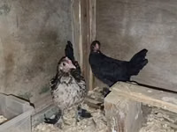 Japanisches Bantam — Foto 4