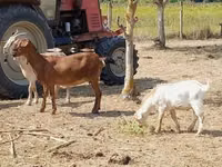 母山羊, Nubian Goat — 照片 3