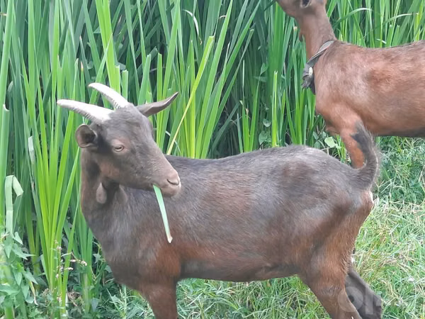 Cabra, Murcia-Granada goats