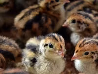 Chickens — foto 3