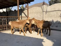 Schaf, Karakul sheep — Foto 2