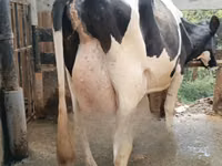 母牛, Holstein breed — 照片 1