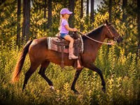 فرس, Quarter Horse — الصورة 4