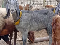 Goat, Damask goat — photo 1