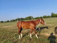 Horse (M), Akhal-Teke — photo 6