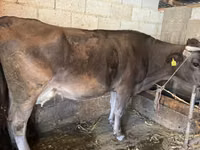 بقرة, Swiss cattle — الصورة 2