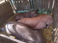 Sow, Pigs — photo 4