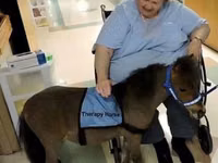 घोड़ा, Miniature horse — फ़ोटो 4