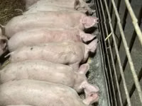 Boar — photo 1