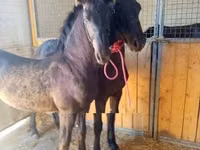 Hengst, Friesian — Foto 2