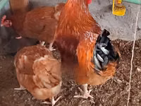 Gallinas Shamo — foto 5