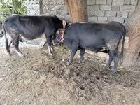 Bull, Cattle — photo 2