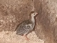 Guinea fowl — Foto 2