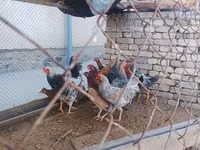 Chickens — foto 1