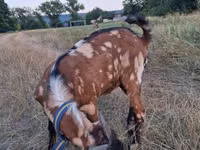 公山羊, Nubian Goat — 照片 3
