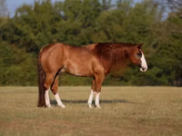 Horse (M), Quarter Horse — photo 1