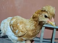 Chickens — الصورة 2