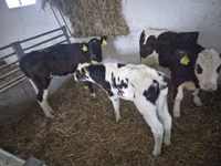 Vaca, Russian Black pied cattle — foto 3