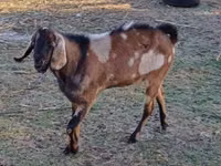 公山羊, Nubian Goat — 照片 2