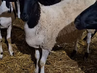Ram, Dorper sheep — photo 3