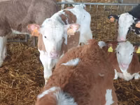 Cattle (batch, sex not specified), Simmental cattle — photo 1