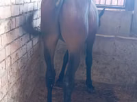 Caballo, Manipuri pony — foto 1