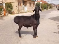 मेढ़ा, भेड़ — फ़ोटो 1