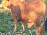 Toro, Bonsemaras — foto 3