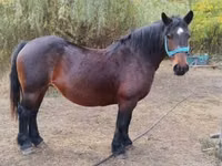 Yegua, Caballos — foto 1