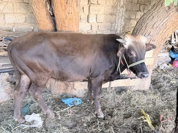 Bull, Cattle