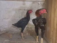 أستراليان بيت غيم فاول — الصورة 2