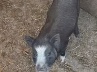Boar — photo 2