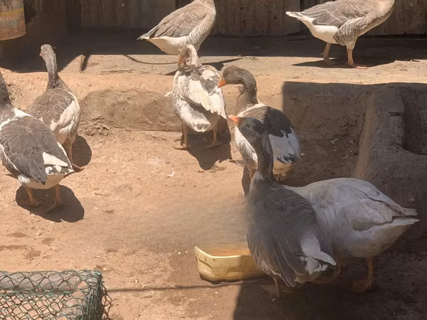 Geese