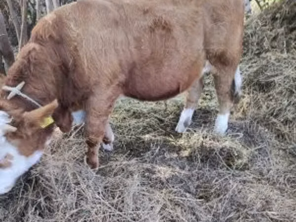 Bull, Simmental cattle