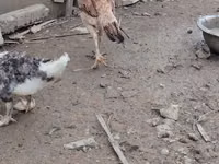 Chickens — photo 3