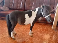 Horse (M), Falabella — photo 4